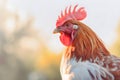 Vibrant Red Comb and Soft White Feathers of a White Rooster in Close-up Royalty Free Stock Photo