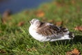 Close up portrait of white seagull baby bird