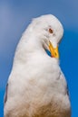 Close-up portrait of white Seagull cleaning washing its feathers. The Larus Argentatus or the European herring gull, seagull is a