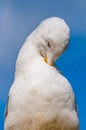 Close-up portrait of white Seagull cleaning washing its feathers. The Larus Argentatus or the European herring gull, seagull is a Royalty Free Stock Photo