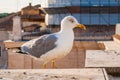 Close-up portrait of white Seagull. The Larus Argentatus or the European herring gull, seagull is a large gull up to 65 cm long. Royalty Free Stock Photo