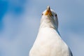 Close-up portrait of white Seagull. The Larus Argentatus or the European herring gull, seagull is a large gull up to 65 cm long. Royalty Free Stock Photo