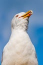 Close-up portrait of white Seagull showing tongue. The Larus Argentatus or the European herring gull, seagull is a large gull up Royalty Free Stock Photo