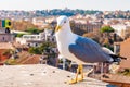 Portrait of white Seagull sitting on the roof and posing to the camera. The Larus Argentatus or the European herring gull, seagull Royalty Free Stock Photo