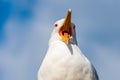 Close-up portrait of white Seagull with wide open yellow beak. The Larus Argentatus or the European herring gull, seagull is a Royalty Free Stock Photo