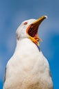 Close-up portrait of white Seagull with wide open yellow beak. The Larus Argentatus or the European herring gull, seagull is a Royalty Free Stock Photo