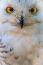 Close-up portrait of a white, snowy owl Royalty Free Stock Photo