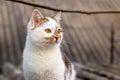 Close-up portrait of a white spotted cat with an attentive look on the background of the roof of the house