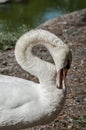 Close up portrait of a white swan Royalty Free Stock Photo