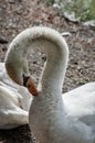 Close up portrait of a white swan Royalty Free Stock Photo