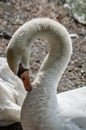 Close up portrait of a white swan Royalty Free Stock Photo