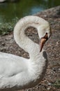 Close up portrait of a white swan Royalty Free Stock Photo