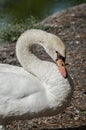 Close up portrait of a white swan Royalty Free Stock Photo