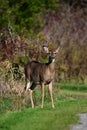 Close up portrait of a White Tail Deer doe in an autumn meadow Royalty Free Stock Photo