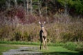 Close up portrait of a White Tail Deer doe in an autumn meadow Royalty Free Stock Photo