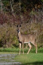 Close up portrait of a White Tail Deer doe in an autumn meadow Royalty Free Stock Photo