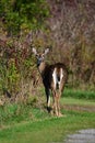 Close up portrait of a White Tail Deer doe in an autumn meadow Royalty Free Stock Photo