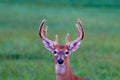 Close up portrait of a white-tailed buck Royalty Free Stock Photo