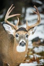 Portrait of a White-tailed Deer Buck in Winter Royalty Free Stock Photo