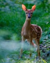 Close up portrait of a White-tailed deer fawn with spots Royalty Free Stock Photo