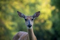 Close up portrait of  White-tailed doe looking at camera in beautiful light Royalty Free Stock Photo