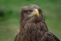 Close up portrait of a white-tailed eagle front view Royalty Free Stock Photo