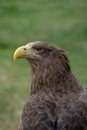 Close up portrait of a white tailed eagle profile view Royalty Free Stock Photo