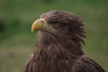 Close up portrait of a white tailed eagle profile view Royalty Free Stock Photo