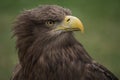 Close up portrait of a white tailed eagle profile view Royalty Free Stock Photo