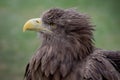 Close up portrait of a white-tailed eagle profile view Royalty Free Stock Photo