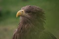 Close up portrait of a white-tailed eagle profile view Royalty Free Stock Photo