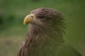 Close up portrait of a white tailed eagle profile view Royalty Free Stock Photo