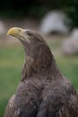 Close up portrait of a white tailed eagle profile view Royalty Free Stock Photo