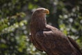 Close up portrait of a white tailed eagle profile view Royalty Free Stock Photo