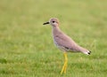 Close up portrait of white-tailed lapwing or white-tailed plover Vanellus leucurus Royalty Free Stock Photo