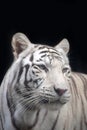 Close up portrait of white tiger Royalty Free Stock Photo