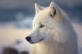 Close-up portrait of white wolf, Canis lupus arctos, also known as polar wolf or arctic wolf - Generative AI