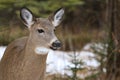 Whitetail Deer Doe Close Up Portrait Royalty Free Stock Photo