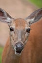 Closeup Portrait of a Whitetail Doe Deer Making Eye Contact Royalty Free Stock Photo