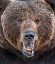 The close up portrait of wild adult male brown bear Royalty Free Stock Photo