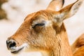 Portrait Of Wild Antelope Royalty Free Stock Photo