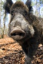 Close up portrait wild boar