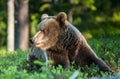 Close up portrait of the Wild Brown bear Royalty Free Stock Photo