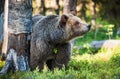 Close up portrait of the Wild Brown bear Royalty Free Stock Photo