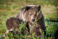 Close up portrait of the Wild Brown bear Royalty Free Stock Photo