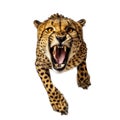 close-up portrait of a wild cheetah, attacks, jumps towards the camera, angry animal grin, isolated Royalty Free Stock Photo