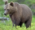 The close up portrait of wild cub of brown bear Royalty Free Stock Photo