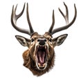 close-up portrait of a wild deer with fangs, EikÃ¾yrnir,attacks, jumps towards the camera, angry animal grin, isolated