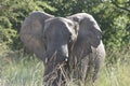 Close-up portrait of wild elephant Loxodonta africana staring into camera inside Ngorongoro Crater Tanzania Royalty Free Stock Photo