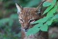 Close up portrait of wild Eurasian lynx Lynx lynx hiding behind leaves in forest